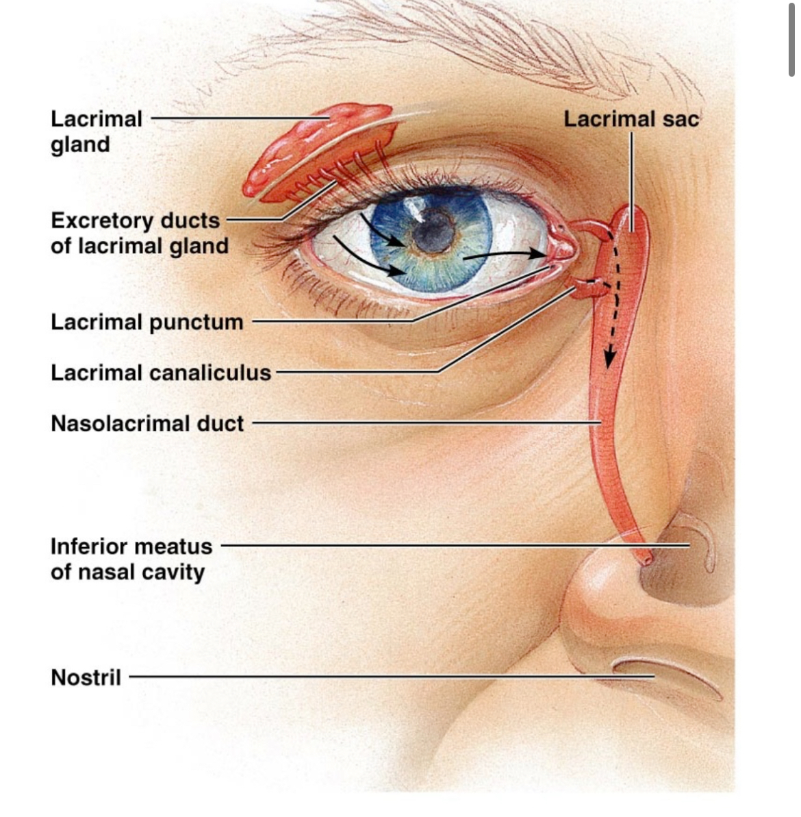 <p>Via excretory ducts which exit eye medially into the lacrimal puncture and drain into the nasolacrimal duct. </p>