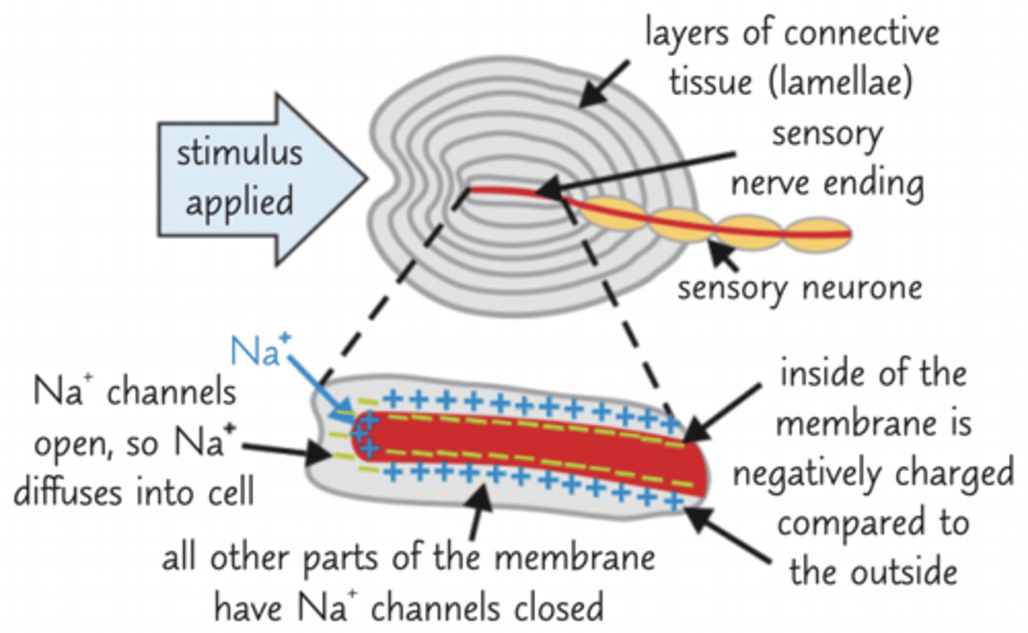 <p>- Pressure (stimulus) stretches membrane</p><p>- This creates gaps between phospholipids</p><p>- Stretch-mediated Na+ channels open</p><p>- Na+ diffuses into sensory neurone along electrochemical gradient</p><p>- This generates an action potential</p>