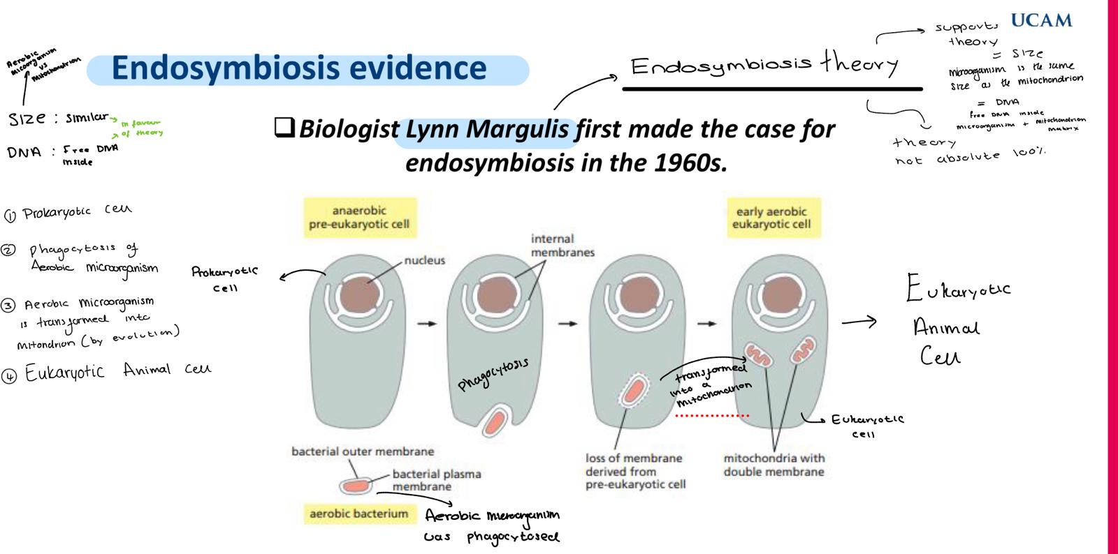 <p>animal - read </p>