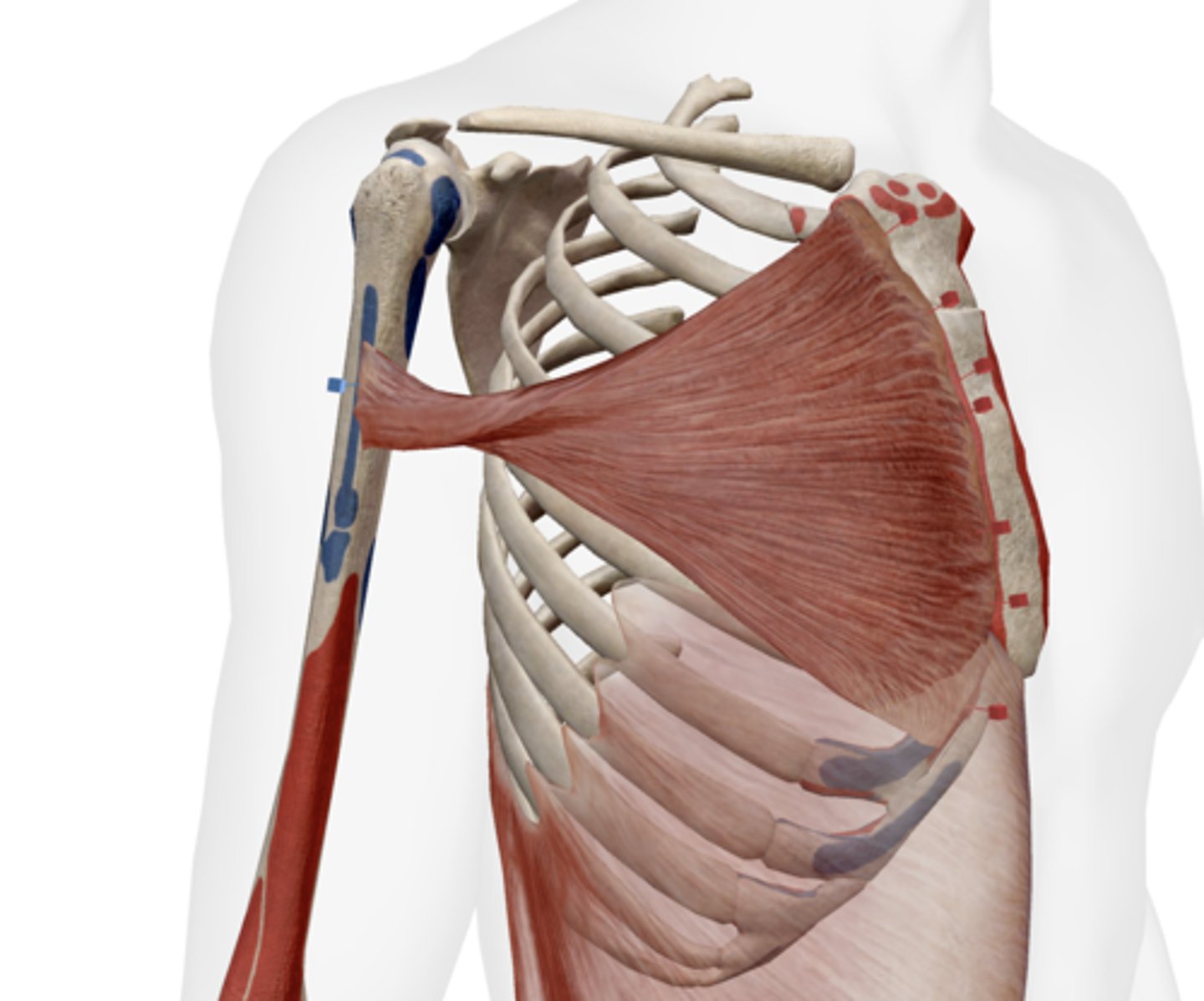 <p>Medial half of the anterior surface of the clavicle (clavicular head); anterior surface of the sternum, costal cartilages 1-7, and 6th rib (sternocostal head).</p>