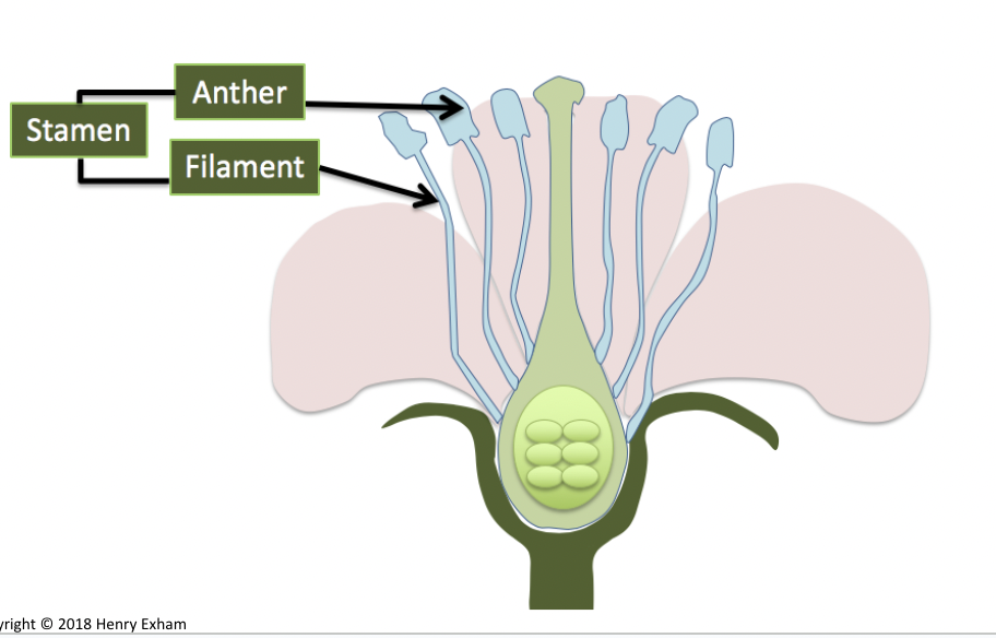<p><span style="background-color: transparent;">in the <strong>anthers</strong> of the <strong>stamens</strong>.</span></p>