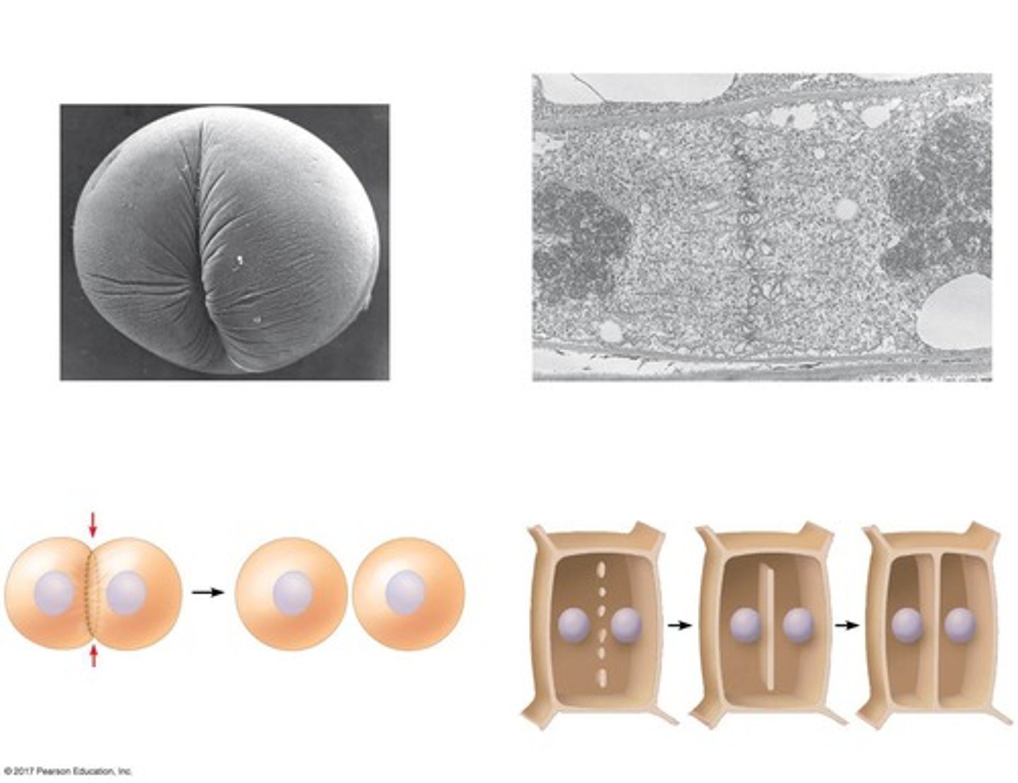 <p>In animal cells, it occurs by cleavage forming a cleavage furrow; in plant cells, a cell plate forms.</p>