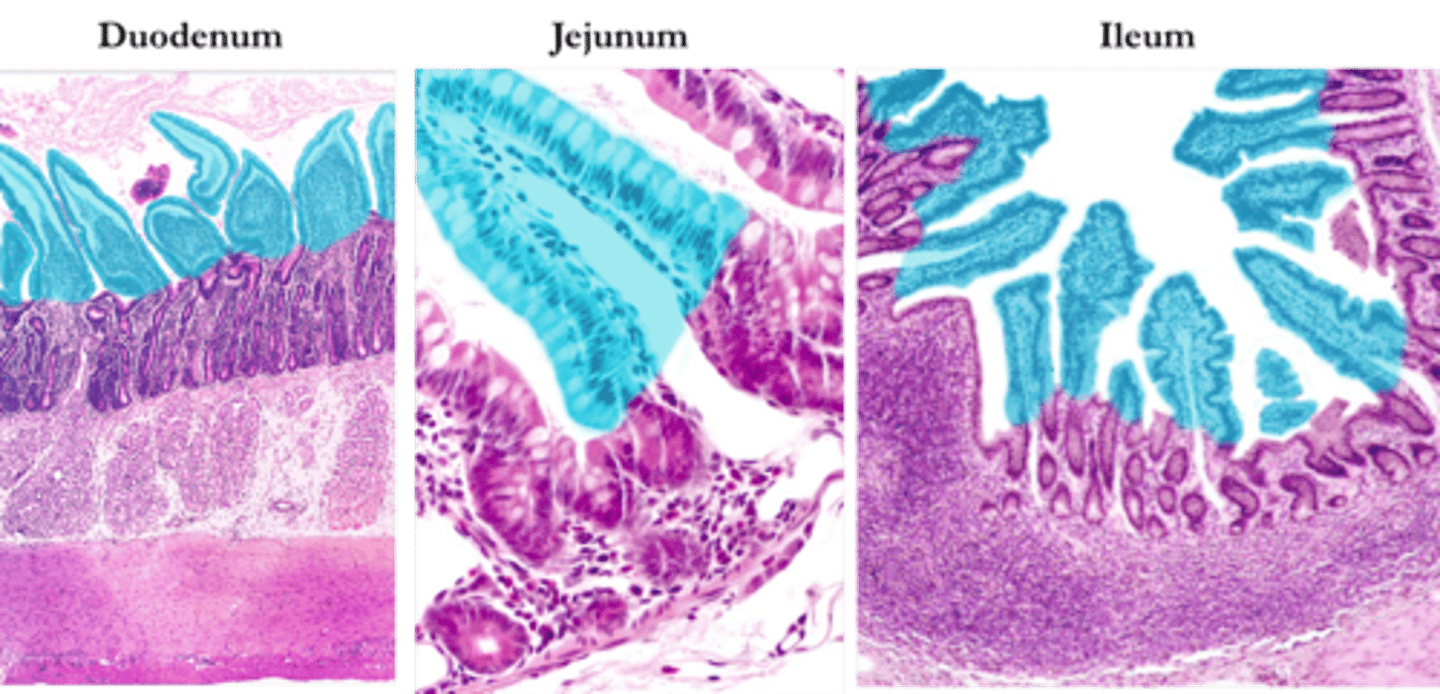 <p>Identify this structure.</p>