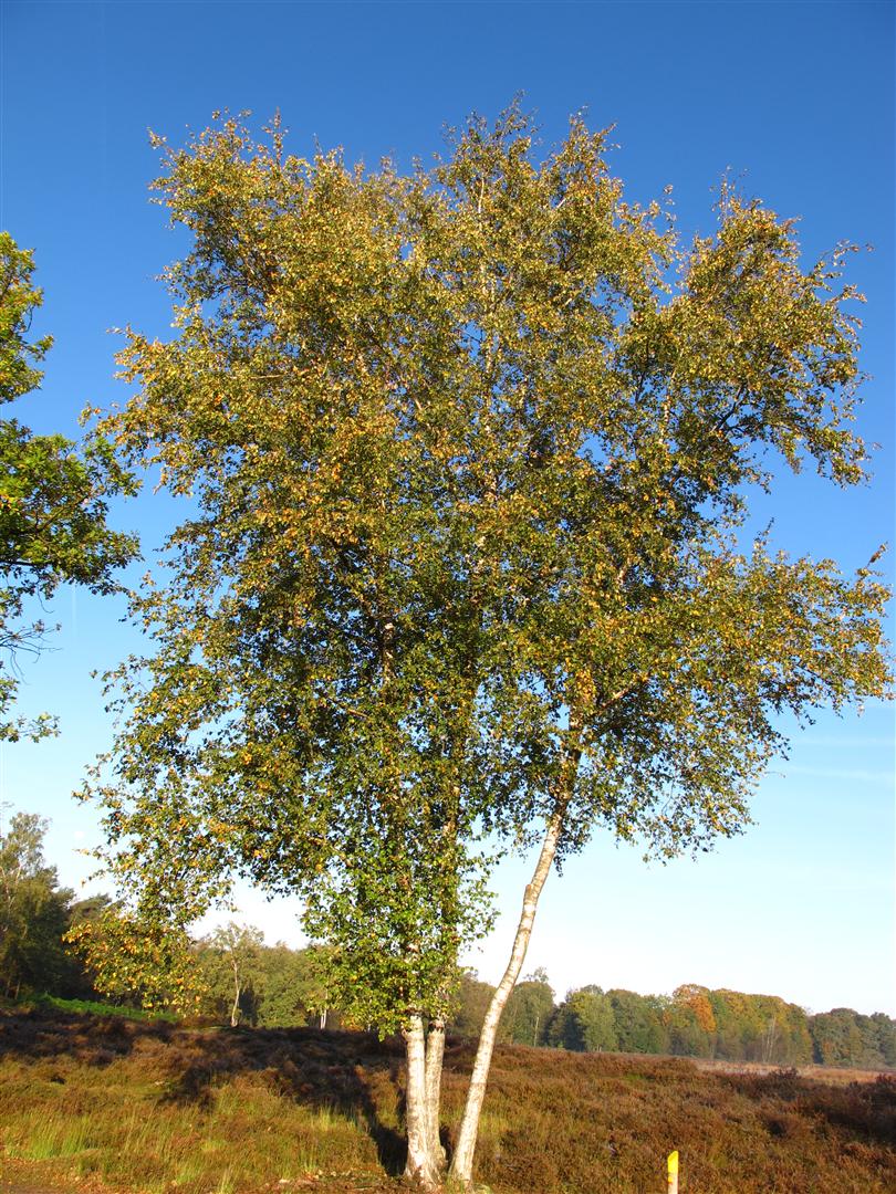 <p>Zachte berk, Betula pubescens</p>