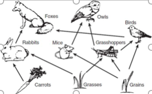 <p><span>What trophic level is the fox?</span></p>