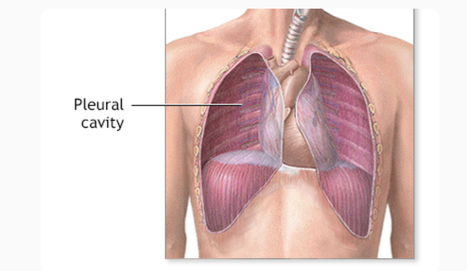 <p>Where the lungs are housed (2 of these) (in chest area)</p>