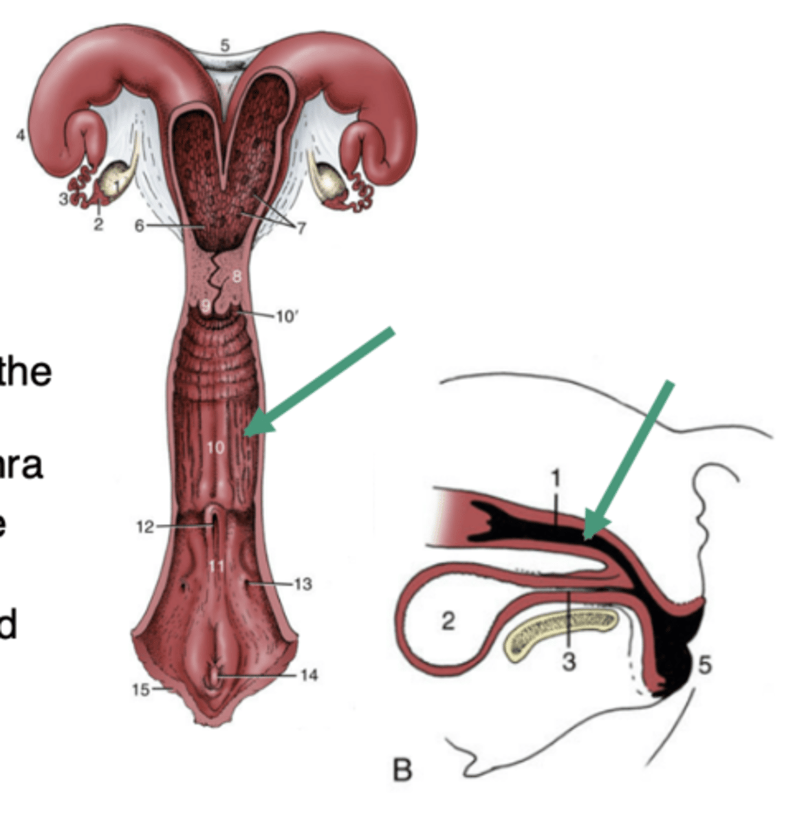 <p>-structure that is immediately distal to the cervix and extends to the opening of the urethra</p><p>-ventral to the rectum and dorsal to the urethra</p><p>-thinner walls than the uterus and cervix</p><p>-less muscular and glandular than the uterus, but very distensible</p>
