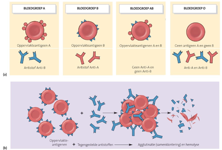 <ul><li><p>bloedgroep A: enkel antigen A</p></li><li><p>bloedgroep B: enkel antigen B</p></li><li><p>bloedgroep AB: antigeen A en B</p></li><li><p>bloedgroep O: geen antigen A of B</p></li></ul><p>(bestaan nog variaties van)</p><p>rhesuspositief (Rh+) = rhesusantigeen op opp vd erythrocyten aanwezig</p><p>rhesusnegatief = geen rehsusantigeen</p><p></p>