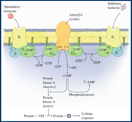 <ul><li><p>adenylyl cyclase converts ATP into cAMP </p></li><li><p>GPCR has 3 different proteins, alpha, beta, gamma</p></li><li><p>alpha binds to GDP when turned off, binds to GTP when on </p></li><li><p>Gi inhibitory hormone, inhibits AC, lower cAMP </p></li><li><p>need mechanisms that can modulate each other</p></li><li><p>cAMP activates protein kinase A</p></li><li><p>tyrosine, serine, threonine can be phosphorylated</p></li><li><p>GPCR pathways involve serine and threonine more </p></li><li><p>proteins phosphorylated on serin, threonine and tyrosine </p></li></ul><p></p>