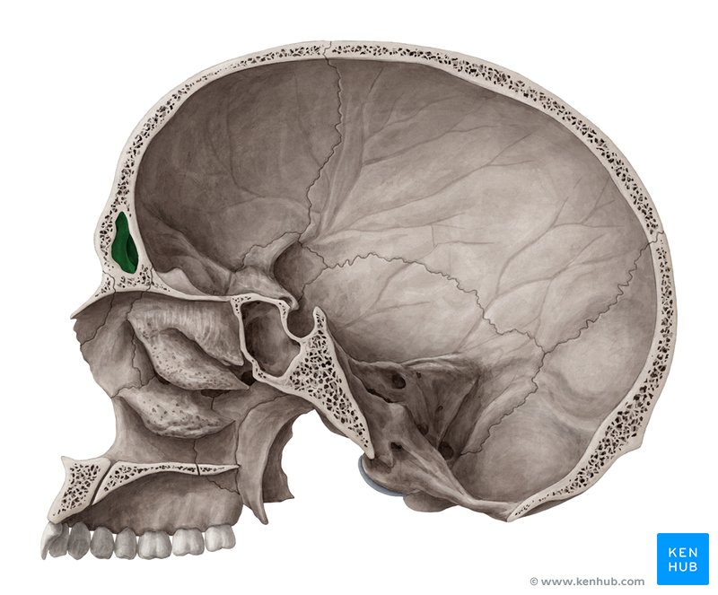 <p>cavity in the middle of frontal bone above the nose</p>