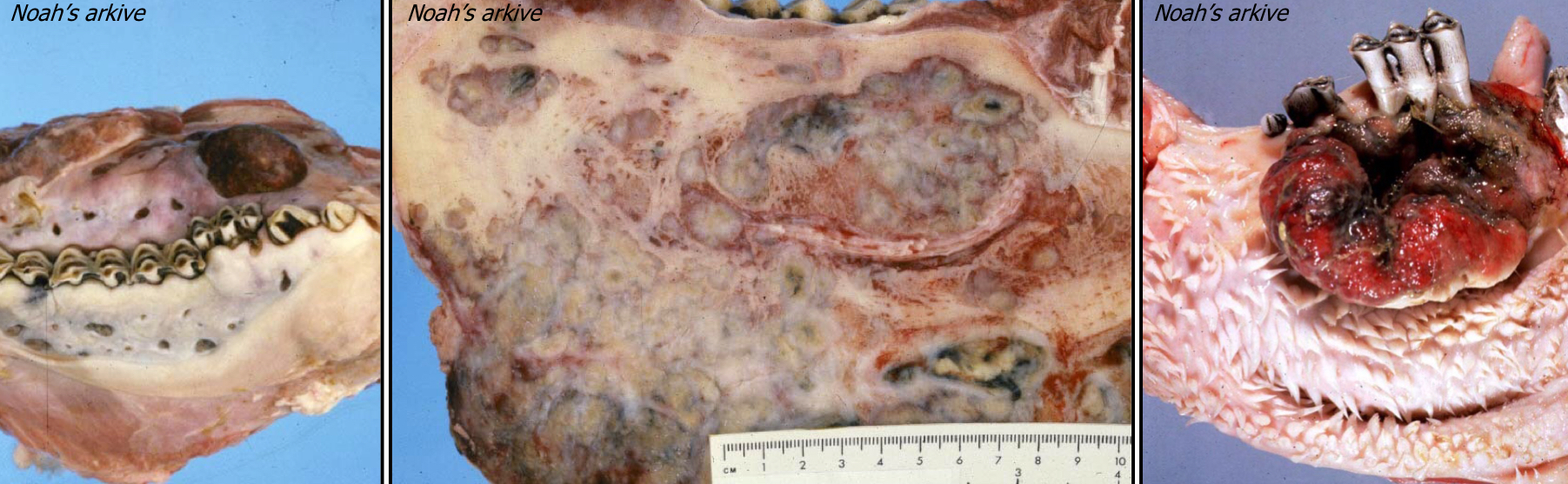 <p>What bacteria cause lumpy jaw in cattle?</p>