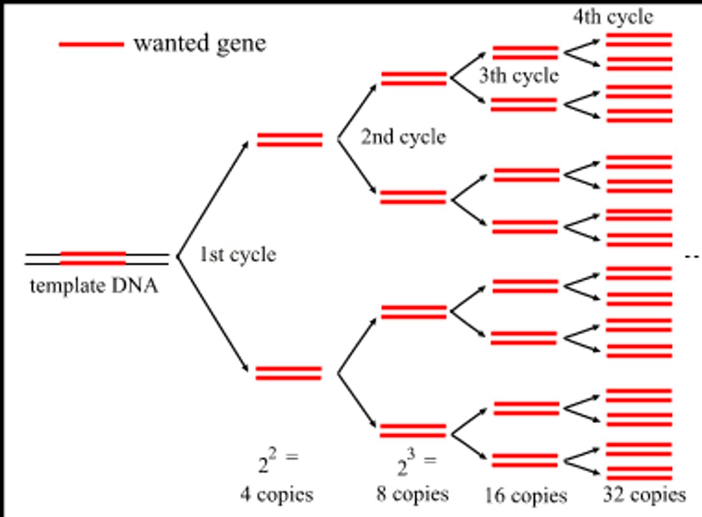 <p>the technique used by biologists to make many copies of a particular gene</p>