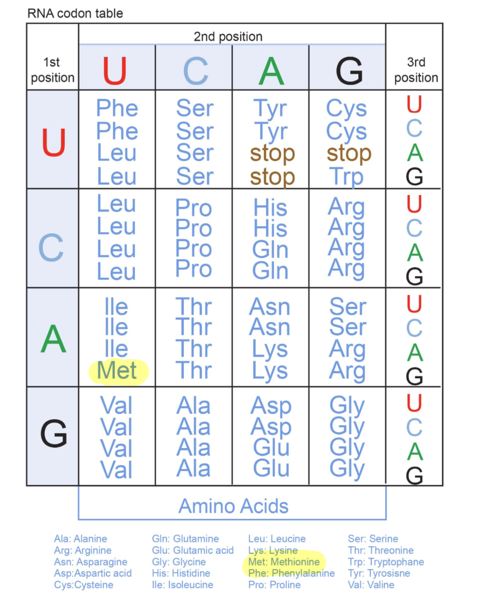 <p>the genetic code is a set of rules by which information encoded within mRNA sequences are converted into amino acid sequences (polypeptides) by living cells </p><ul><li><p>represented by a table that identifies the corresponding amino acid for each codon combination (64 codon possibilities)</p></li></ul><p></p>