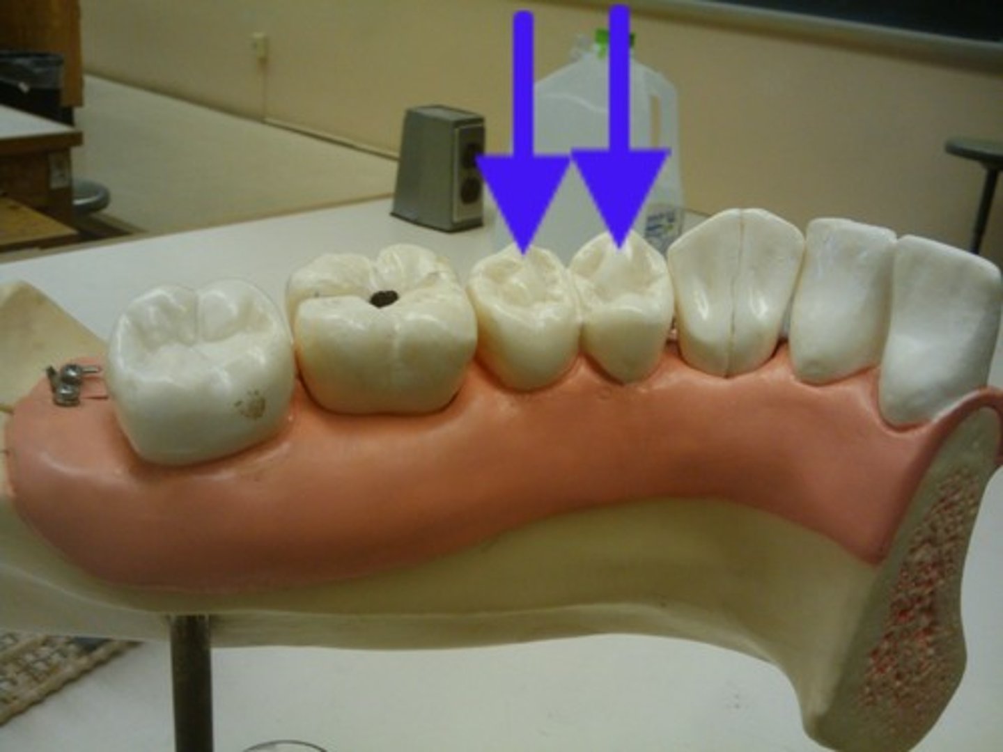 <p>Have uneven 'cusps' used in chewing, grinding</p>