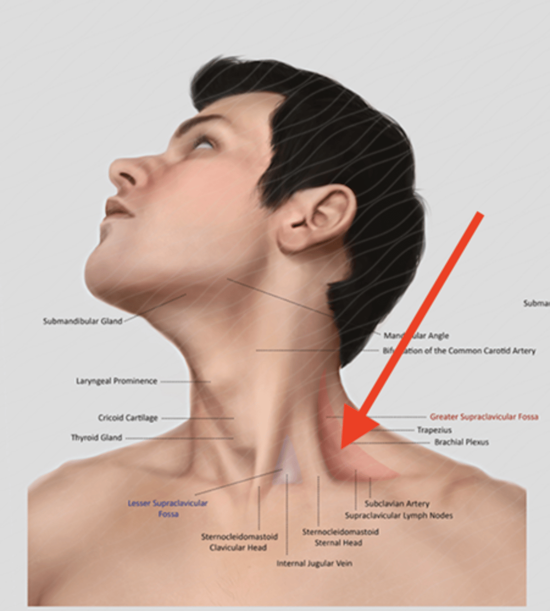 <p>name these muscles</p>