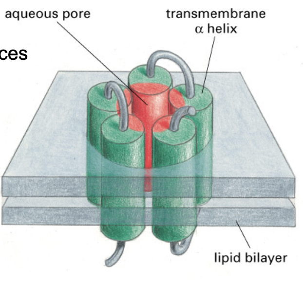 <ul><li><p>form a hydrophilic core</p></li><li><p>individual helices would not be stable in the membrane due to their hydrophilic side chains</p></li></ul><p></p>