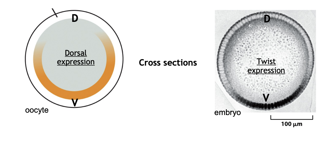 <ol><li><p>Trasnciption facotr Dorsal</p></li><li><p>leads to activation of the zygotic gene <strong>twist</strong></p></li><li><p>in the nuclei of the most ventral cells</p></li><li><p>Expression of <strong>twist</strong>→ ventral cells to form <strong>medoerm</strong></p></li></ol><p></p>