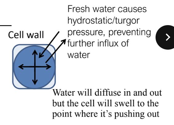 <p>Cells will develop turgor pressure (hydrostatic) due to cell swelling and pressing against cell wall as water enters, which limits further influx of water</p>