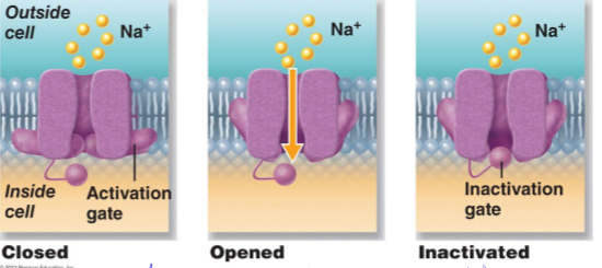 <p>Describe voltage gated sodium channels</p>