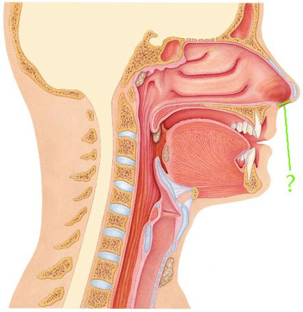 <p>Identify the indicated opening.</p>