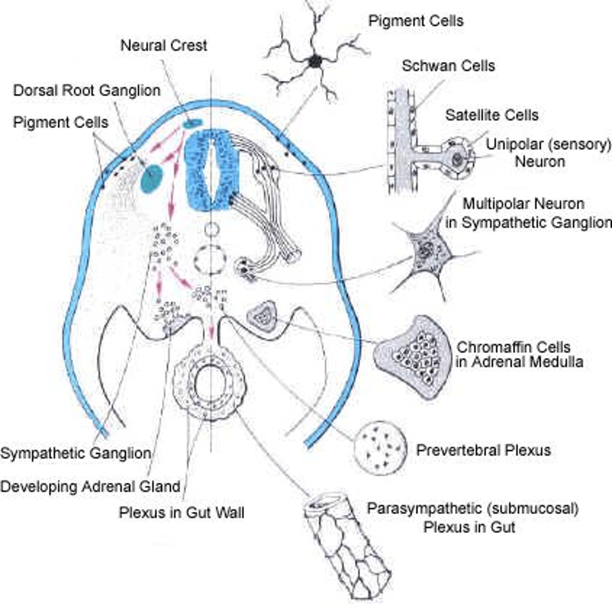 <p>After the neural tube closes, neural crest cells migrate to form the sympathetic nervous system and the adrenal medulla.</p>