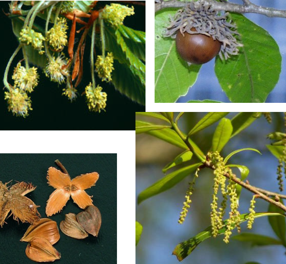 Which woody dicot family has simple leaves, catkins, and nut fruits with a spiny husk? 