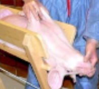 <p>pig restraint #4</p>