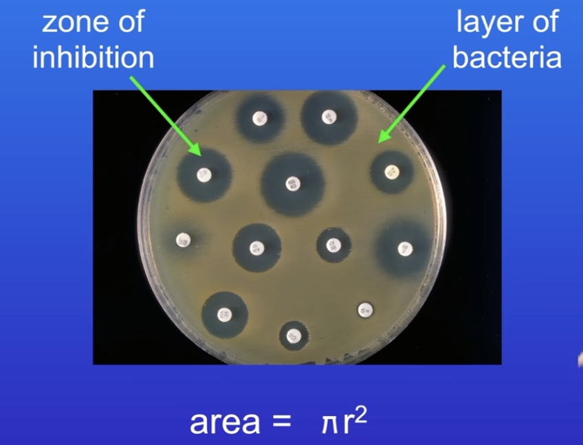 <p>Area where bacteria didn’t grow</p><p></p>