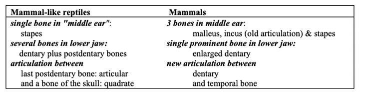<p>-during transition from mammal-like reptiles to mammals, following changes have occurred in the first PA region:</p><p>-quadrate became incus</p><p>-articular (one of postdentary bones) became malleus</p><p>-incus and malleus still articulate but now as part of the ossicular chain in the middle ear</p><p>-angular (another postdentary bone) became tympanic ring</p><p>-dentary became mandible</p><p>-new joint formed between dentary and temporal bone (TMJ)</p>
