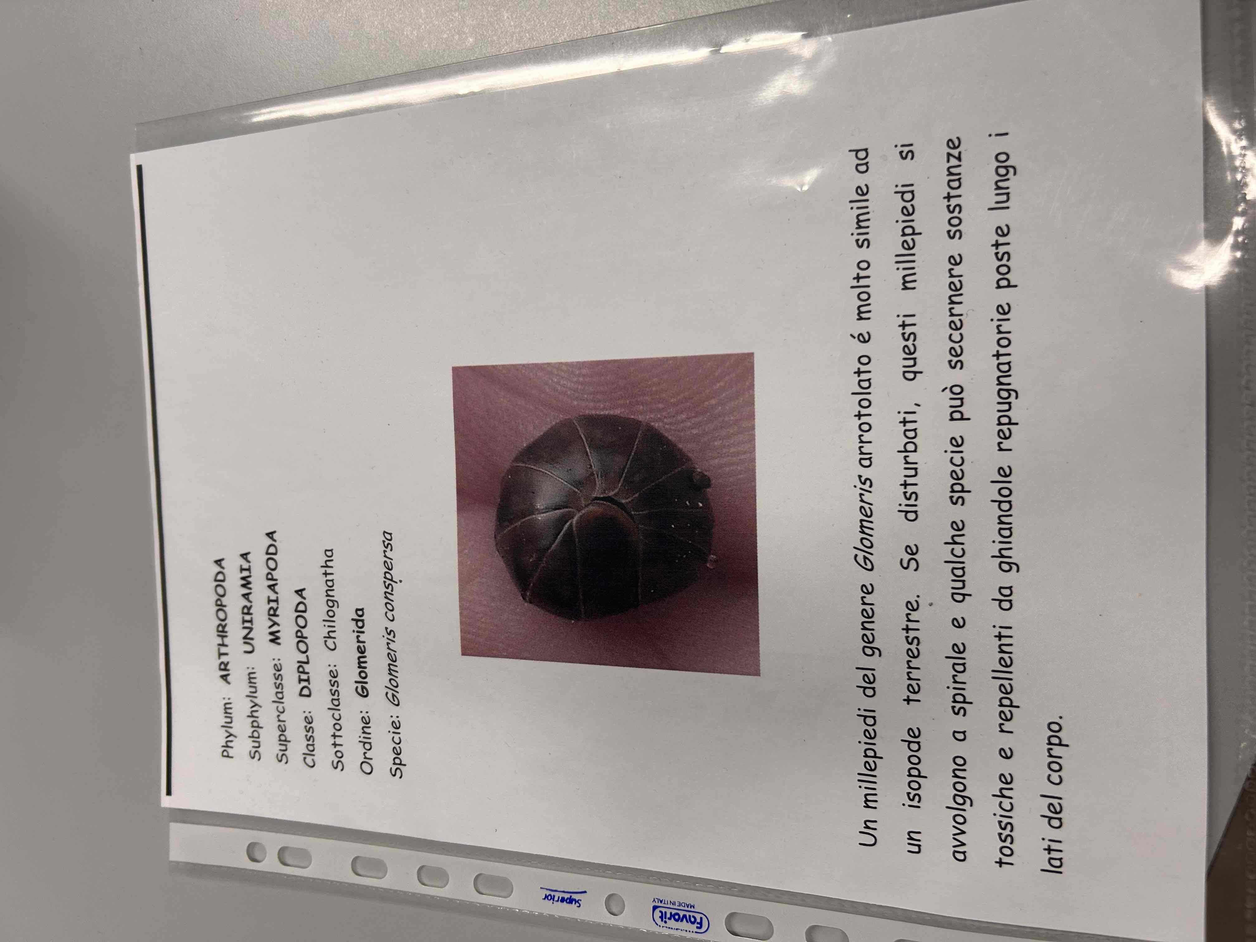 <p>Artropodi</p><p>Miriapodi</p><p>Diplopodi</p><p>Glomeris conspersa</p>