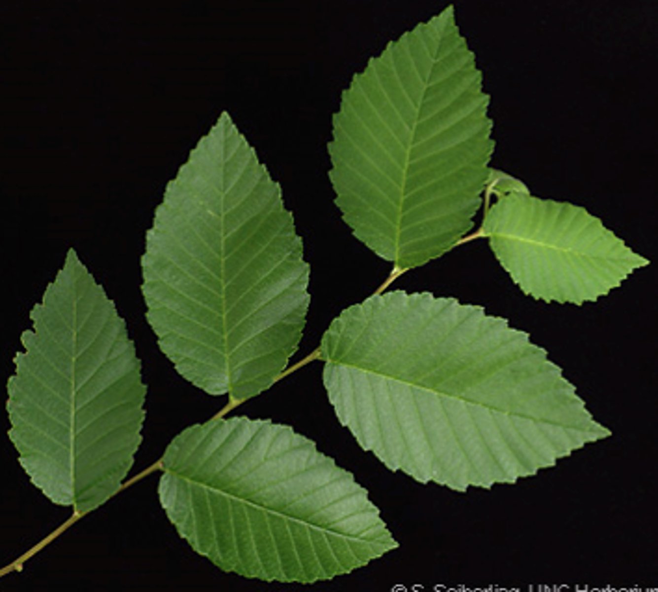 <p>Native <br>Leaf: simple, alternate, serrations, pinnately veined, sandpaper</p>