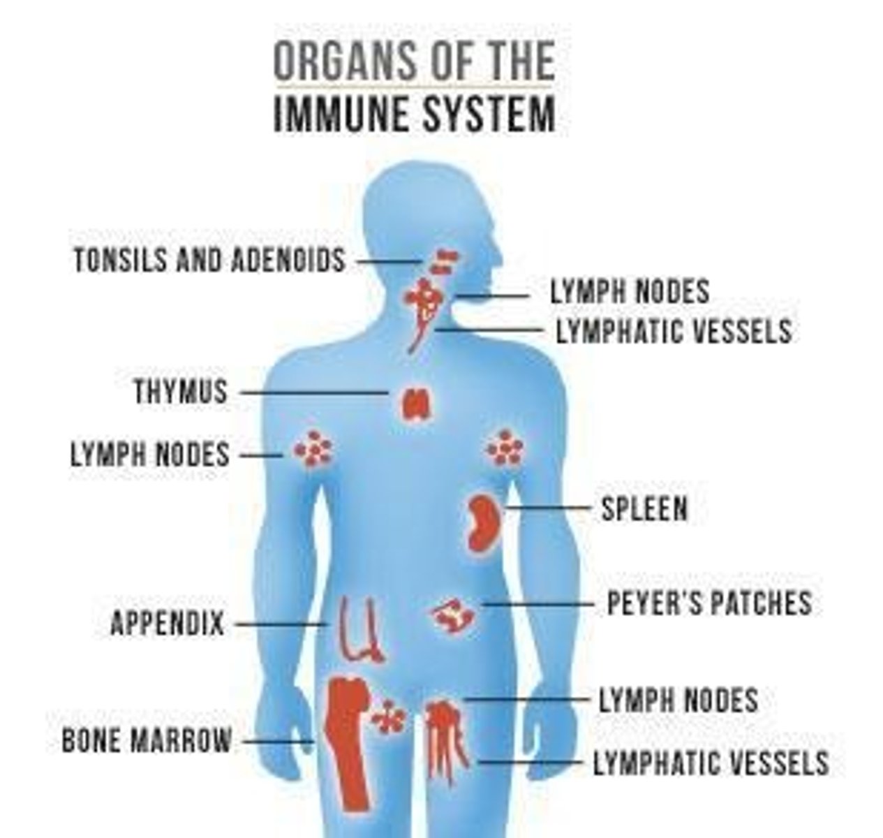 <p>The organ system involved in fighting infection.</p>