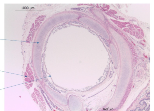 <p>What structure is this and what has been identified</p>