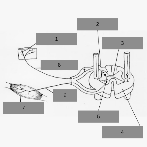 <p>Reflexes are involuntary, rapid, and automatic responses - they travel in a nerve pathway called the Reflex Arc. Name labels 1-8</p>