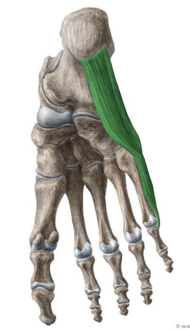 <p>MUSCLE:</p><p>ORIGIN:</p><p>INSERTION:</p><p>NERVE:</p><p>ACTION:</p>