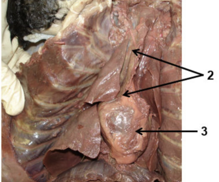 <p><strong>#2</strong></p>