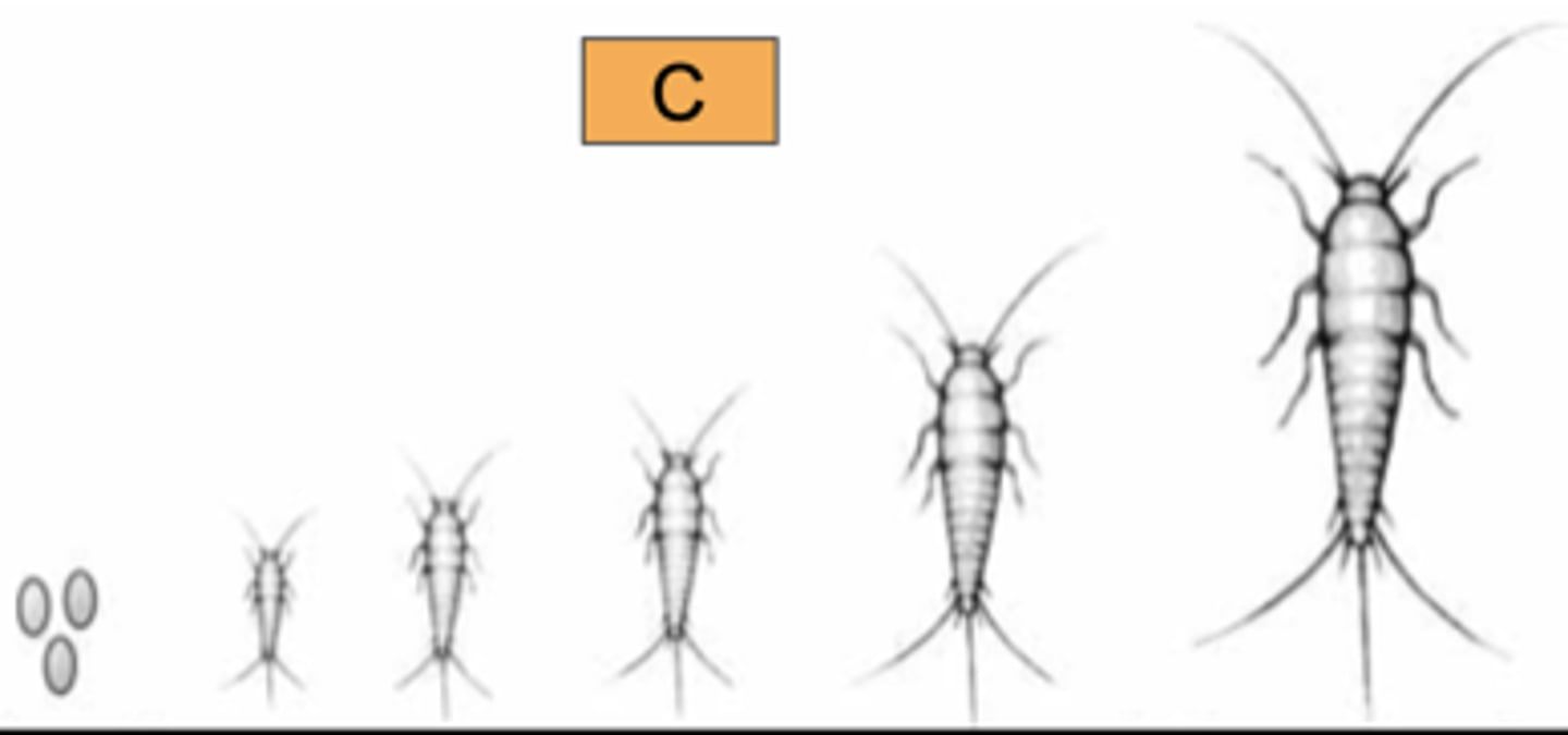 <p>Identify the order or subclass of the specimen shown in the picture.</p>