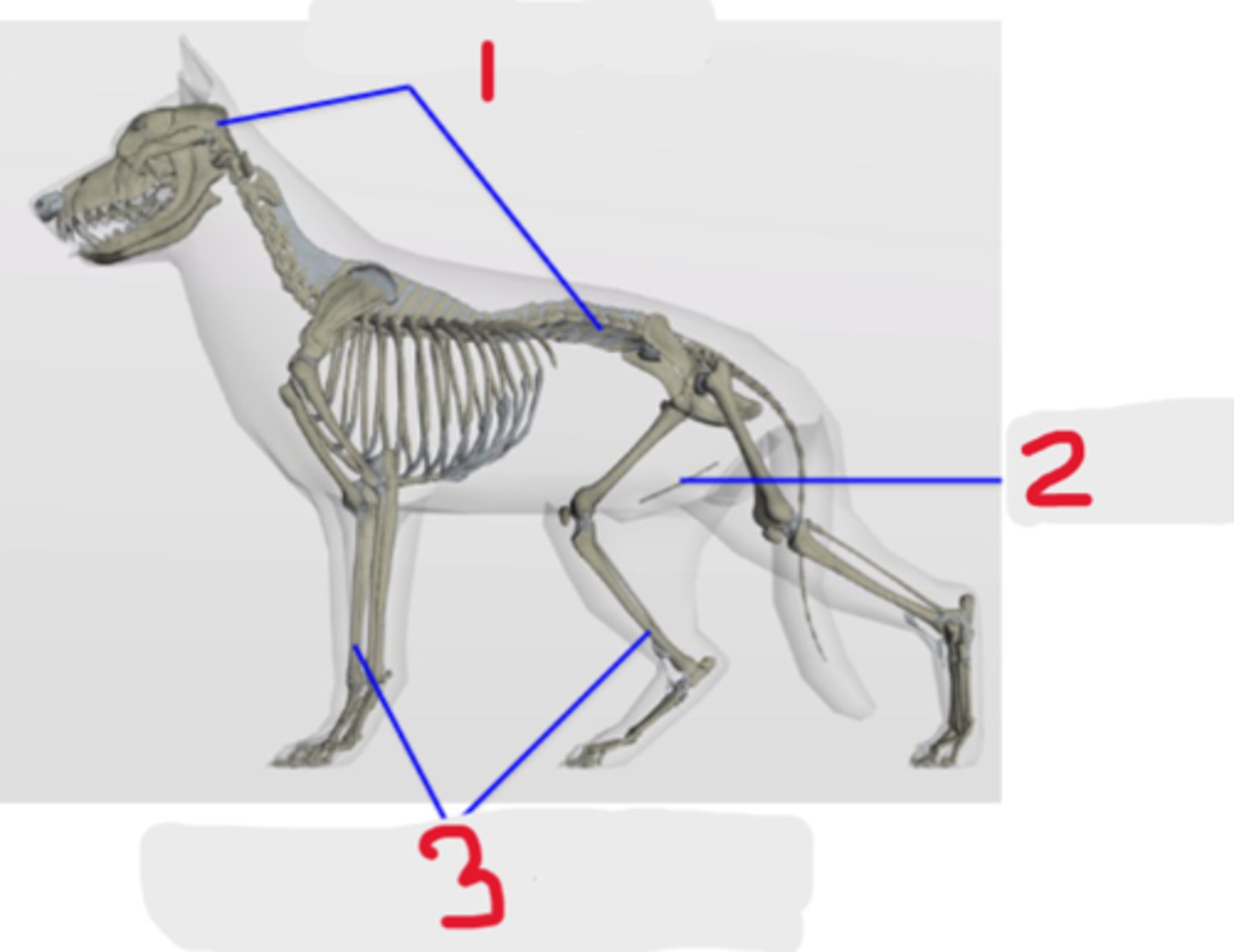 <p>Classification of bones</p><p>What is #1?</p><p>3 multiple choice options</p>