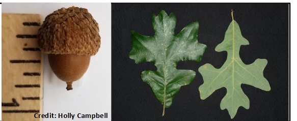 <p>Fagaceae</p><p>Quercus stellata</p>