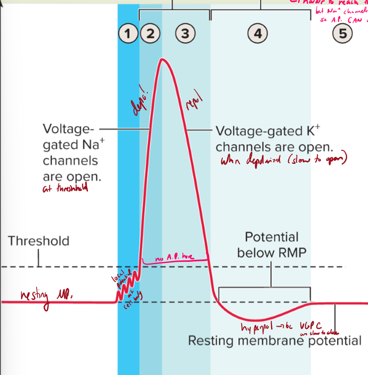 <p>What is the absolute refractory period and relativerefractory period in action potentials?</p>