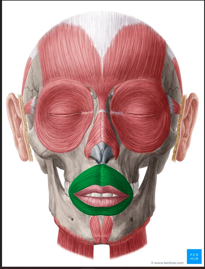 <p>Muscle of the face, head, and neck:</p><p>Orbicularis Oris</p>