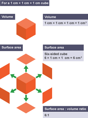<p>measurement of how surface area of a shape compares to its volume</p>