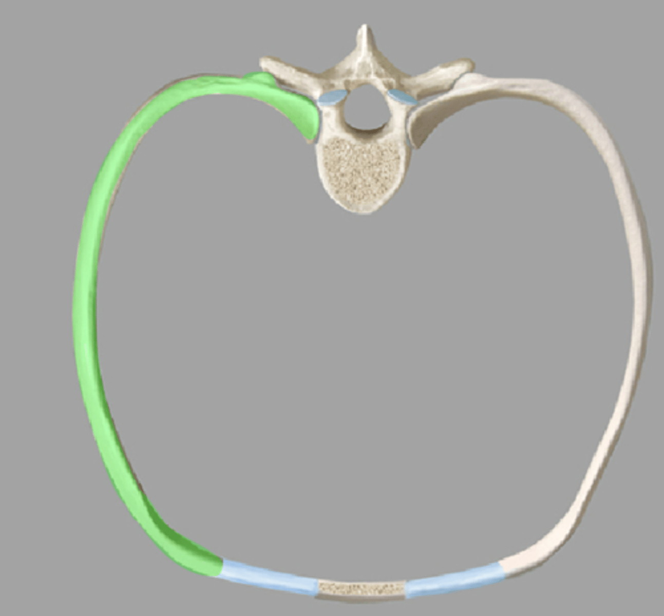 <p>Beniga delen av revbenet</p>