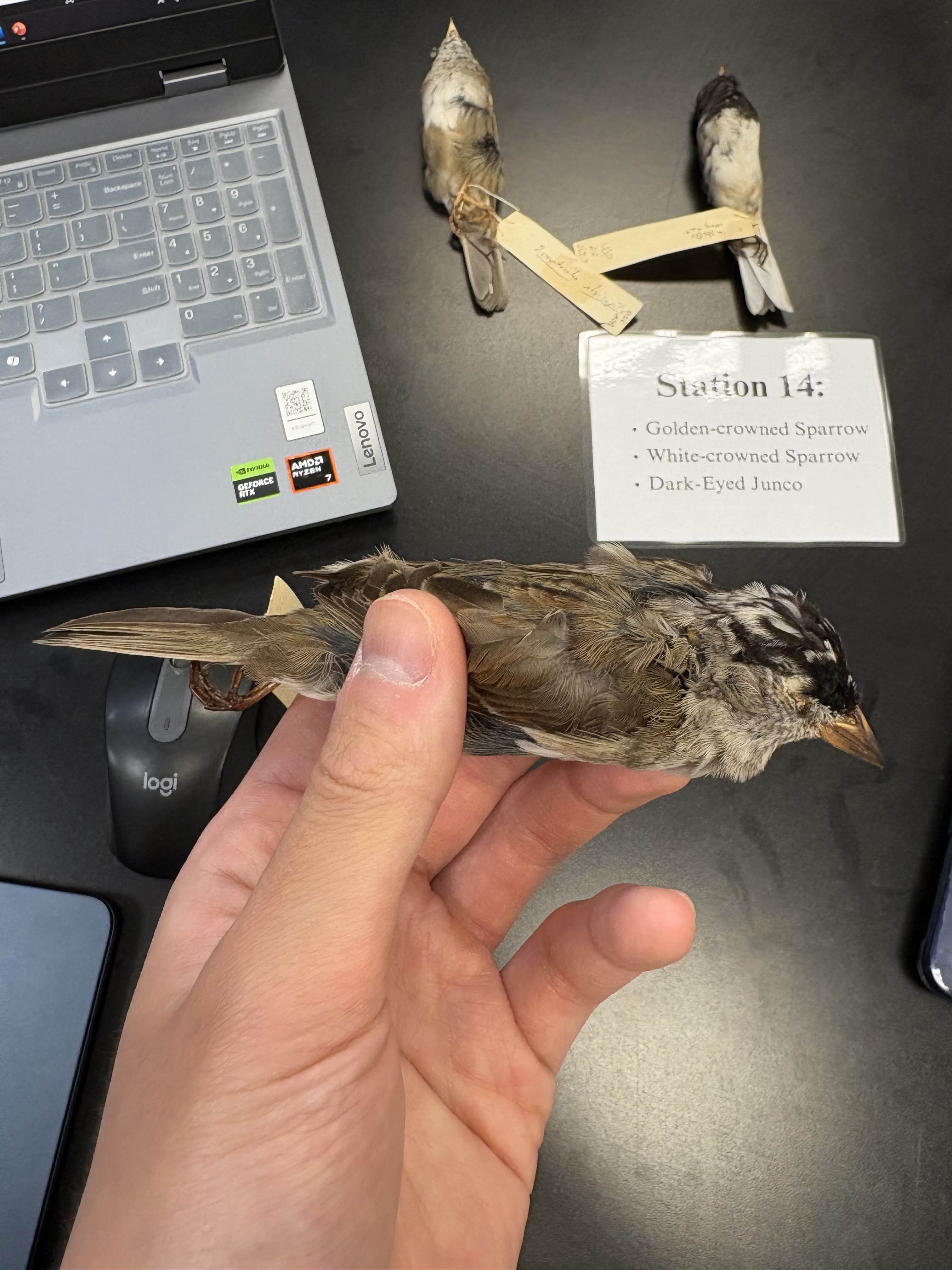 <p>DIET</p><p>- Omnivorous (both plants and animals)</p><p>---------------------------</p><p>BEAK</p><p>- yellow bills</p><p>- small </p><p>---------------------------</p><p>FOOT MORPHOLOGY</p><p>- Anisodactyl</p>