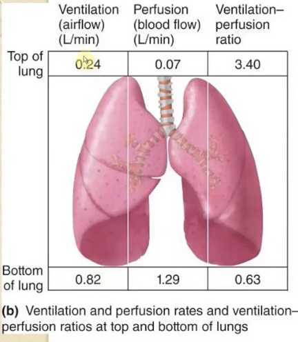 <p>ventilation and perfusion is increased in the bottom of the lung. perfusion increases more. this is due to <strong>gravity</strong>. </p><p></p><p><strong>top of lung: </strong>more ventilation than perfusion (V/P &gt; 1)</p><p></p><p><strong>bottom of lung: </strong>more perfusion than ventilation (V/P &lt; 1)</p>