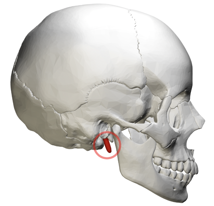 <p>(projection like a writing stylus/pen)- sharp, needle-like projection pointing inferiorly; located below external acoustic meatus</p>
