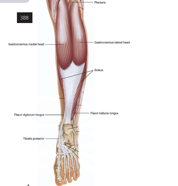 <p>+flexor peroneus longus + brevis</p><p>• Ekstsentriline/isomeetriline kontraktsioon LR-MST-faasis, et aeglustada hüppeliigese dorsaalfleksiooni ja kontrollida dorsaalfleksiooniga kaasnevat tibia rotatsiooni (2nd rocker) </p><p>• Jõuline kontsentriline kontraktsioon heel-offist alates, et abistada labajala aluspinnalt äratõukamisel </p><p>• Pronaatorid: aktiivsed toefaasi teises pooles – kokontraktsioon koos supinaatoritega</p>