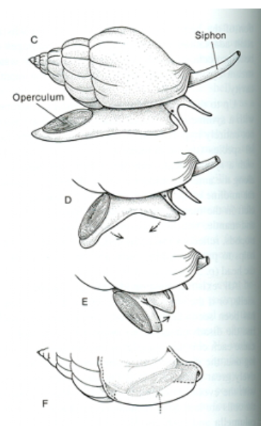 <p>Phylum Mollusca: Gastropoda (Shell Coiling) VERY IMPORTANT</p>