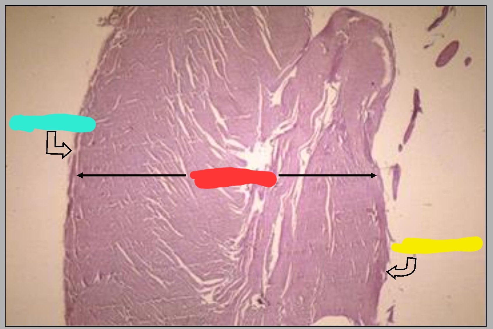 <p>What part of feline heart is this? What are the parts shown in this picture?</p>