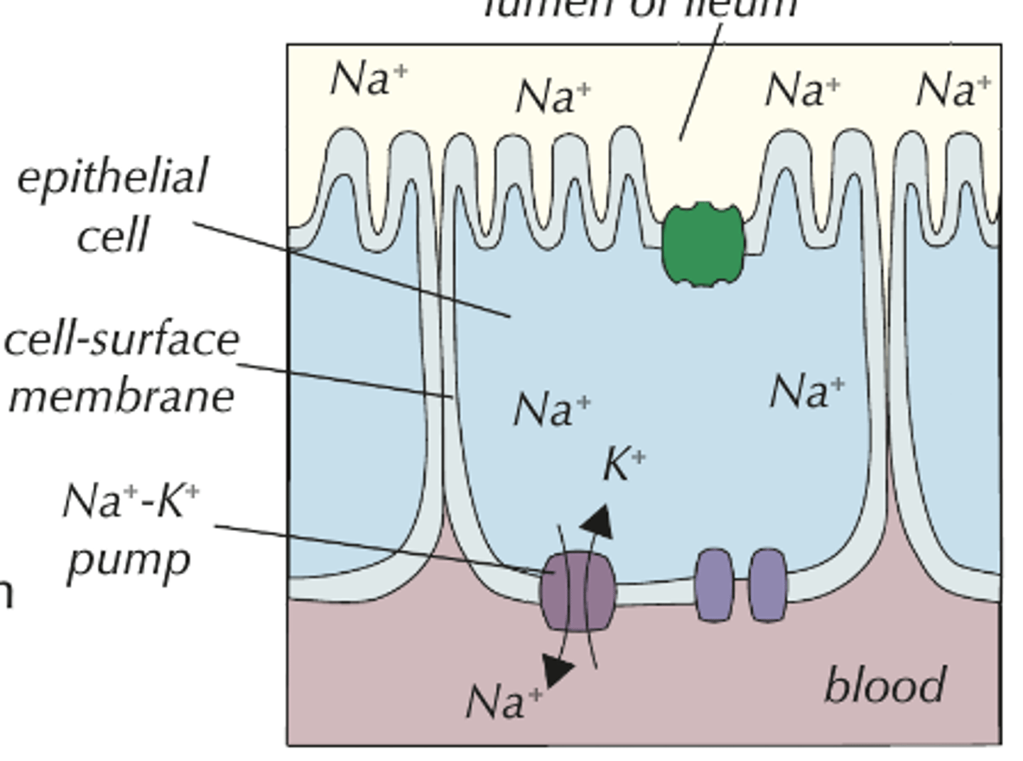 <p>1. Sodium Ions are actively transported out of epithelial cells by the Sodium-Potassium Pump.<br><br>2. This lowers the concentration of Sodium Ions in the epithelial cells forming a concentration gradient from the lumen of the small intestine to the epithelial cells.<br><br>3. This causes Sodium Ions to diffuse in to the epithelial cells via the Sodium-Glucose Co-Transporter protein which for every Sodium Ion moves one glucose into the cell.</p>